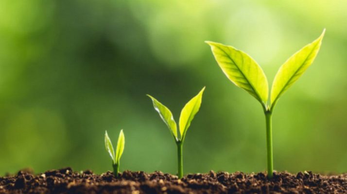 Mệnh Bình Địa Mộc hợp màu gì