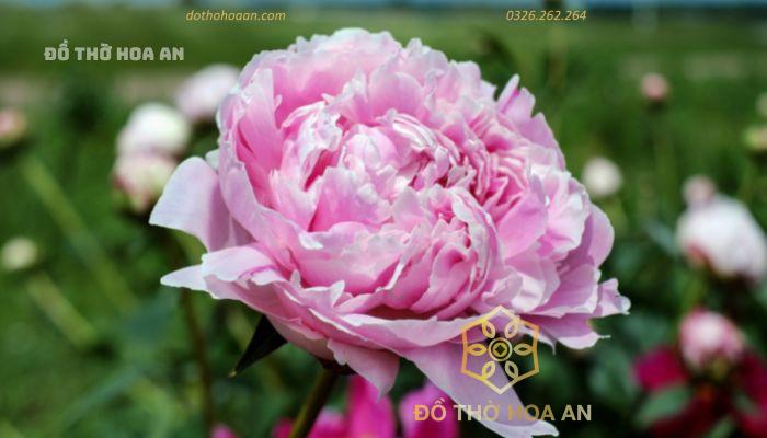 Hoa mẫu đơn được mệnh danh là vua của những loài hoa