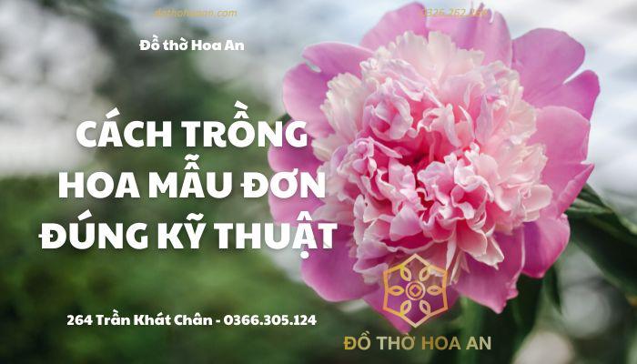 Cách Trồng Hoa Mẫu Đơn Đúng Kỹ Thuật Cho Hoa Nở Quanh Năm