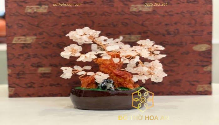 Cách lựa chọn cây đá 