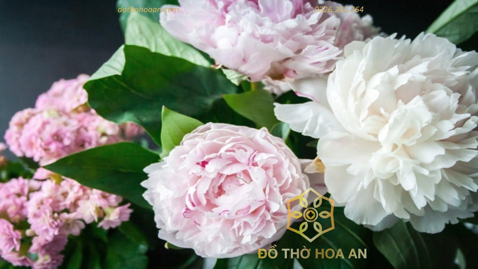 Nguồn gốc hoa Mẫu Đơn