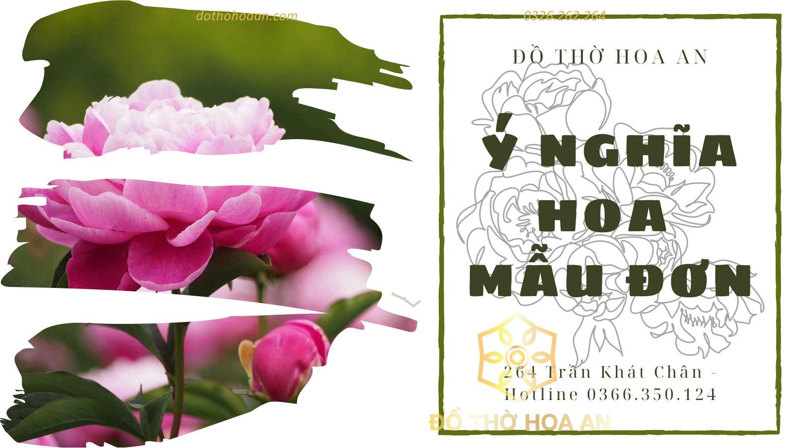 Ý nghĩa hoa Mẫu Đơn trong phong thủy