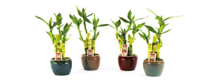 hướng dẫn cách chăm sóc cây Phát Lộc đem lại vận may