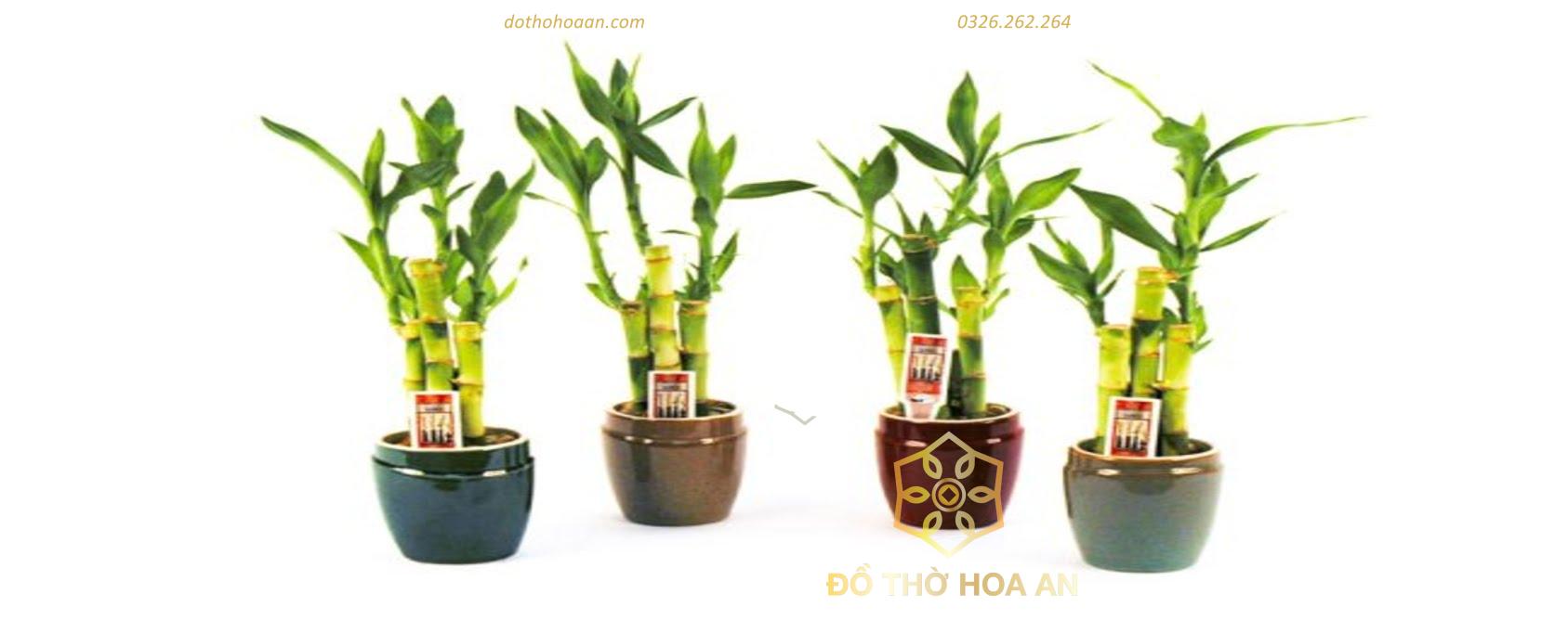 hướng dẫn cách chăm sóc cây Phát Lộc đem lại vận may