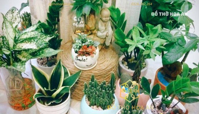Bạn nên tìm hiểu và khám phá những loại hoa lá cây cảnh phong thủy xem nó có tương thích với mệnh của mình hay không