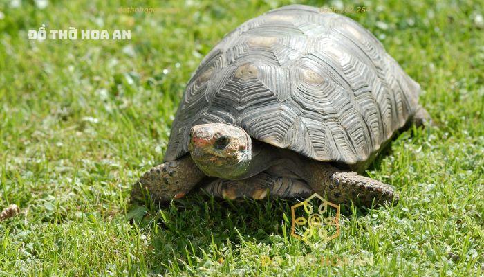 Quy hay chính là rùa, đây là con vật duy nhất có thật trong 4 linh là biểu tượng của sức khỏe, của tuổi thọ