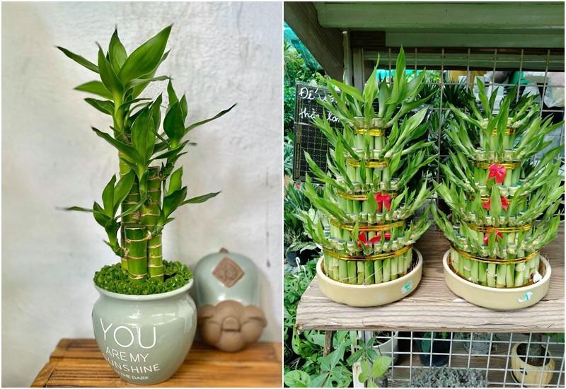 Cây Thần Tài có màu xanh tươi mát, khả năng sống bền bỉ