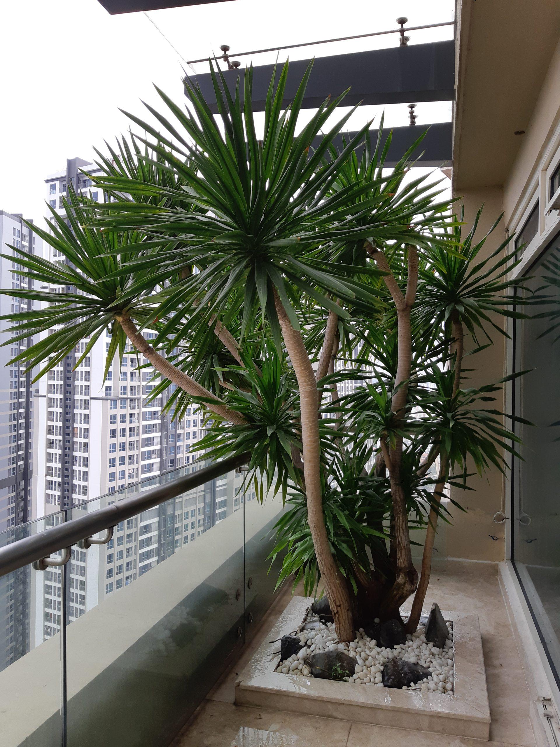 Hành Kim và hành Thủy được đánh giá là phù hợp nhất để trồng cây Thần Tài trong ngũ hành