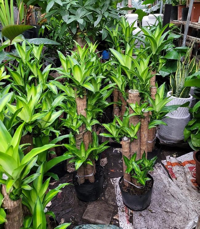 Cây Thần Tài là loại cây dễ trồng, sức sống tốt và phù hợp với nhiều điều kiện môi trường khác nhau