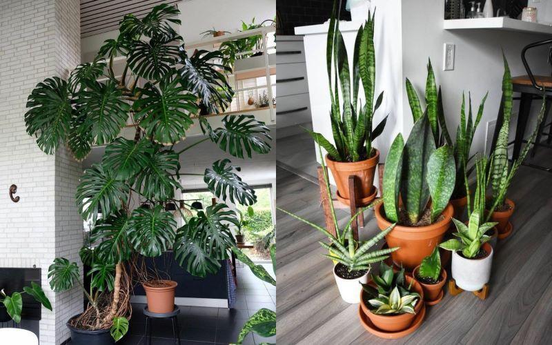 Cây Thần Tài: Ý nghĩa phong thủy, cách chọn và chăm sóc cây