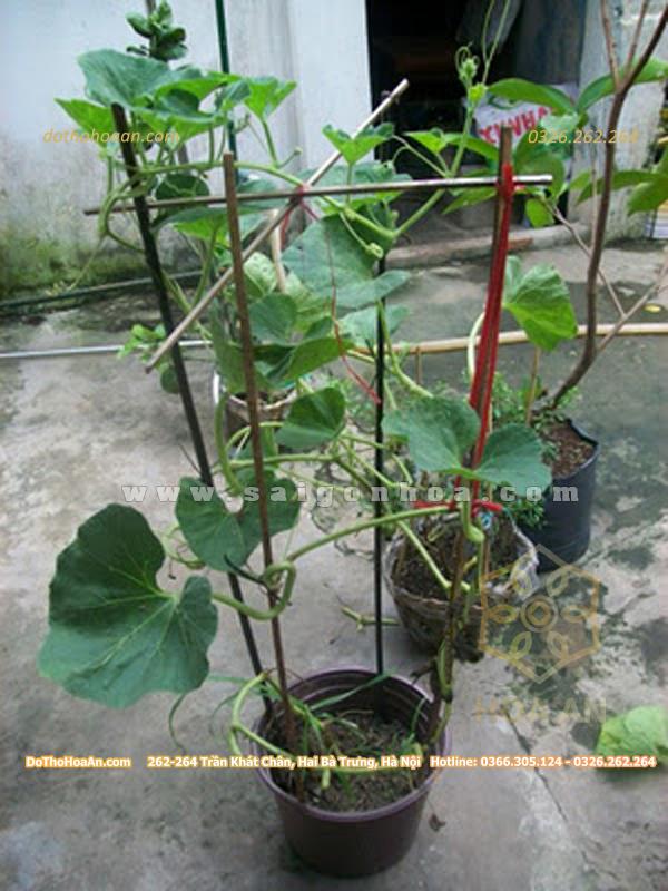 Giàn bầu hồ lô tốt tươi