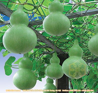 Giàn hồ lô nặng trĩu quả