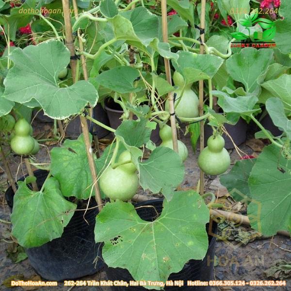 Gói hạt giống hồ lô mini