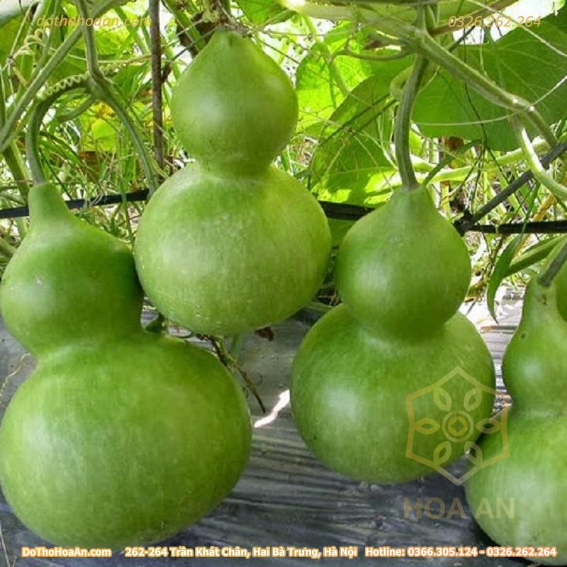 Hạt giống bầu hồ lô chất lượng cao