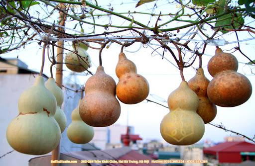 Bầu Hồ Lô Khô: Bí Quyết Thu Hút Tài Lộc, Hóa Giải Vận Xui & Ứng Dụng Độc Đáo Trong Đời Sống