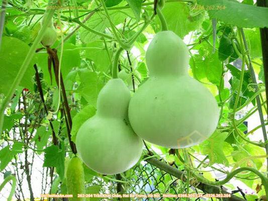 Cây hồ lô: Hút tài, trấn trạch, cầu con – Cách trồng và bài trí chuẩn nhất