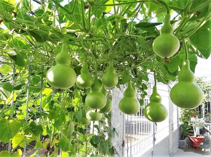 Hạt giống cao sản Bầu Hồ Lô