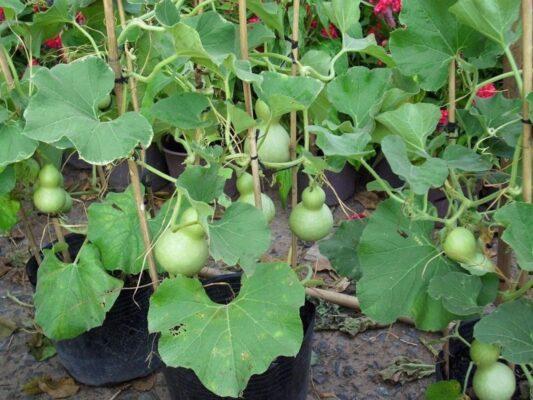 Bầu Hồ Lô Mini: Bí Quyết Trồng Quả Tròn Đẹp