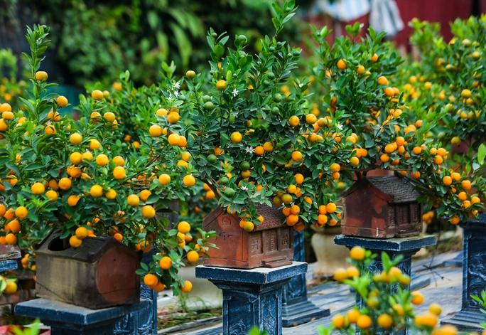 Hoa Đào, Hoa Mai và Quất - ba biểu tượng đặc trưng đem lại năng lượng tích cực cho ngày Tết
