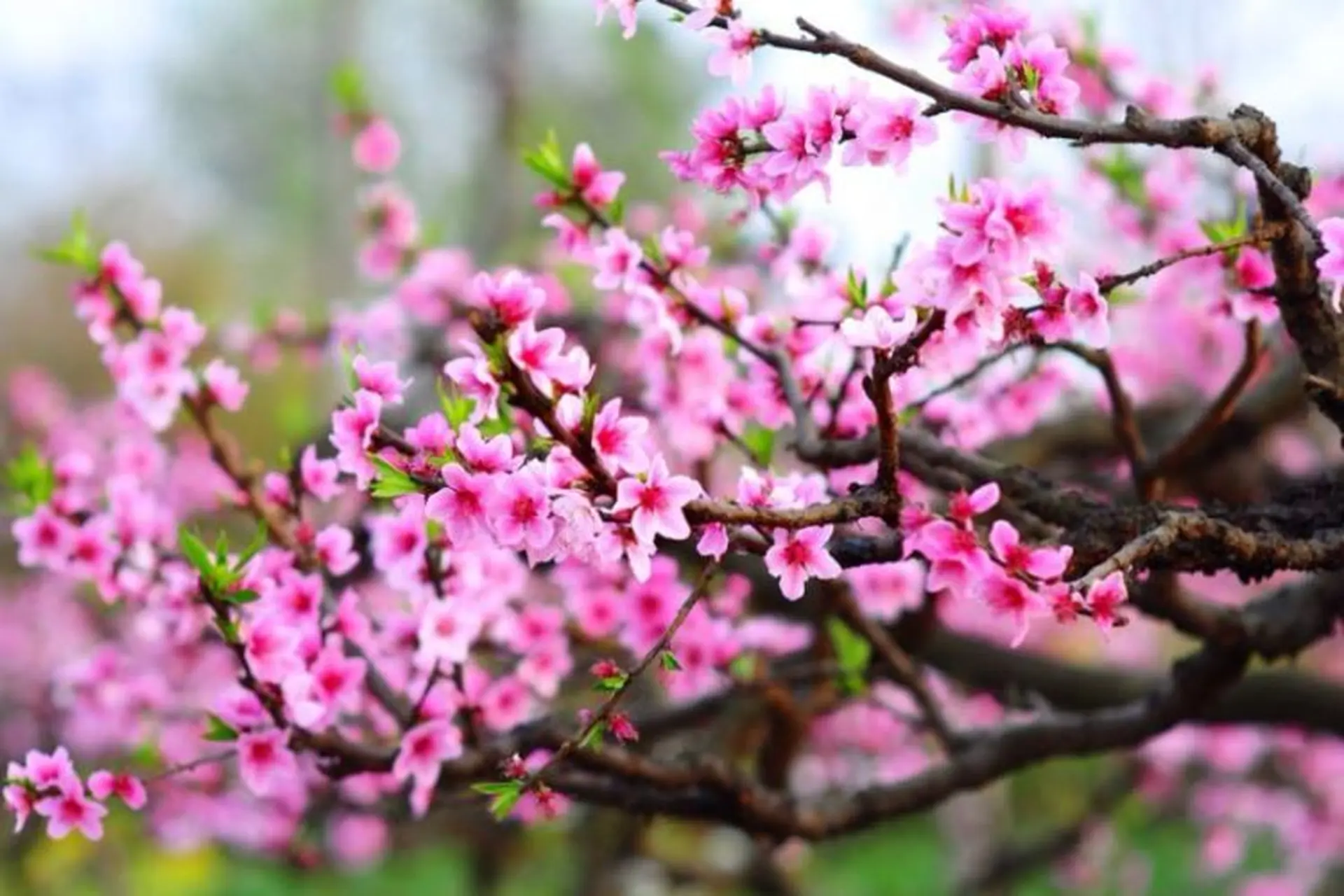 Biểu tượng Tết miền Bắc đậm chất truyền thống và nghiêm cẩn