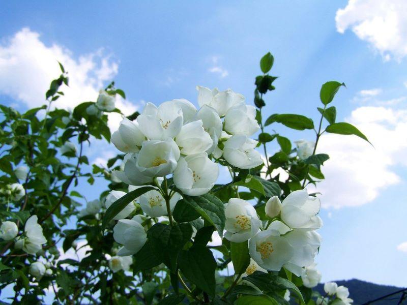 Hoa nhài có mùi hương quá mạnh nên không phù hợp để bàn thờ